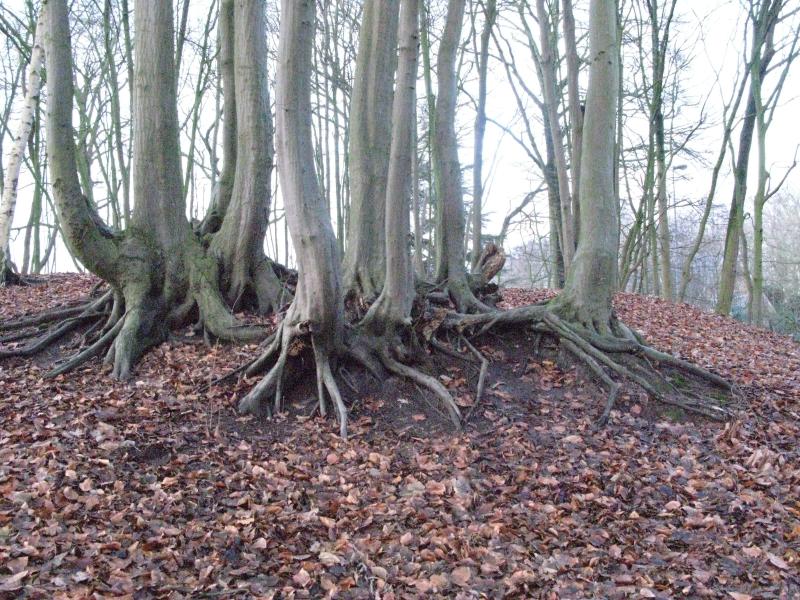 Foto van een aantal bomen met meerdere dikke takken die rechtstreeks uit de wortels groeien: de hakhoutstoof.